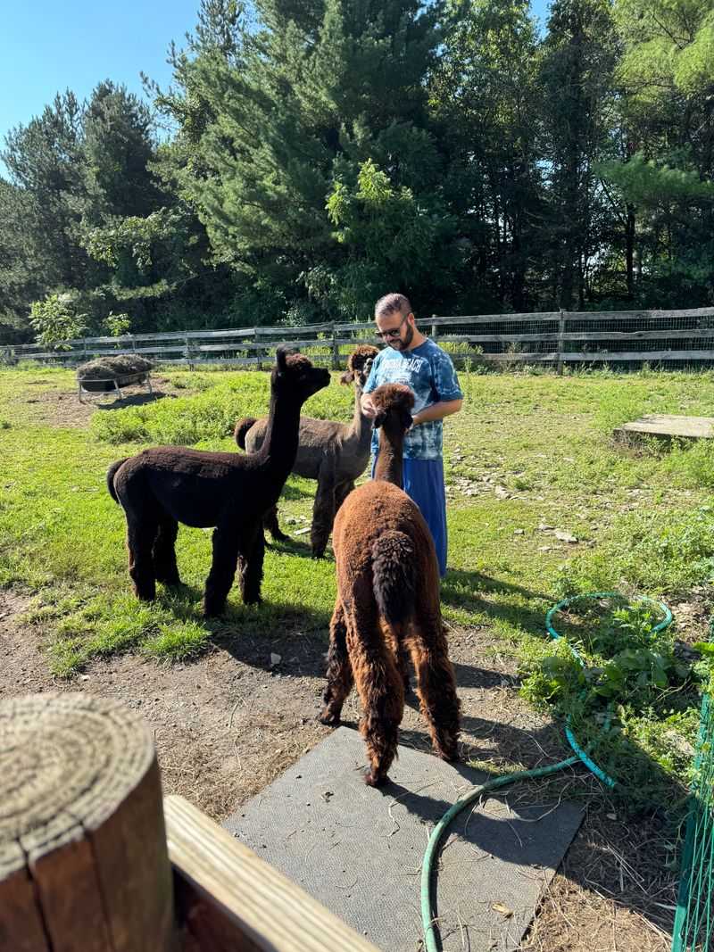 Accessibility, Pricing, And Timing