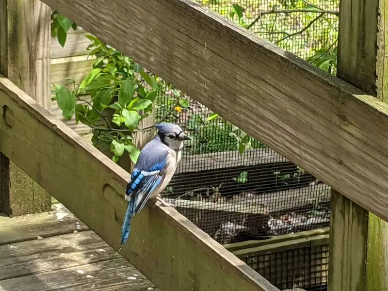 Volunteer and Support Opportunities