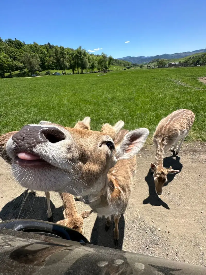 The 4.5 Mile Drive-Thru Safari Loop