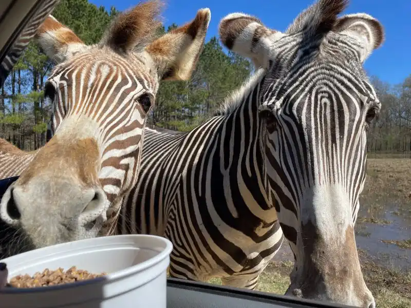 Zebras: Striped Beauties