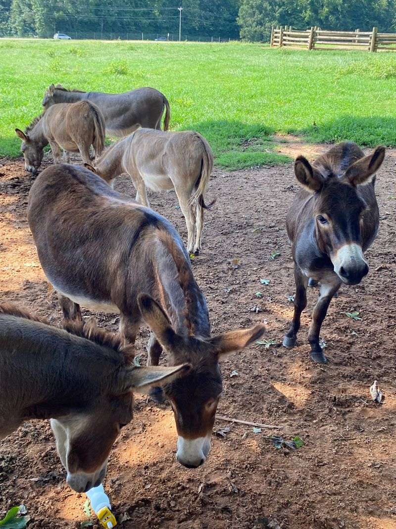 Lazy 5 Ranch &ndash; Mooresville