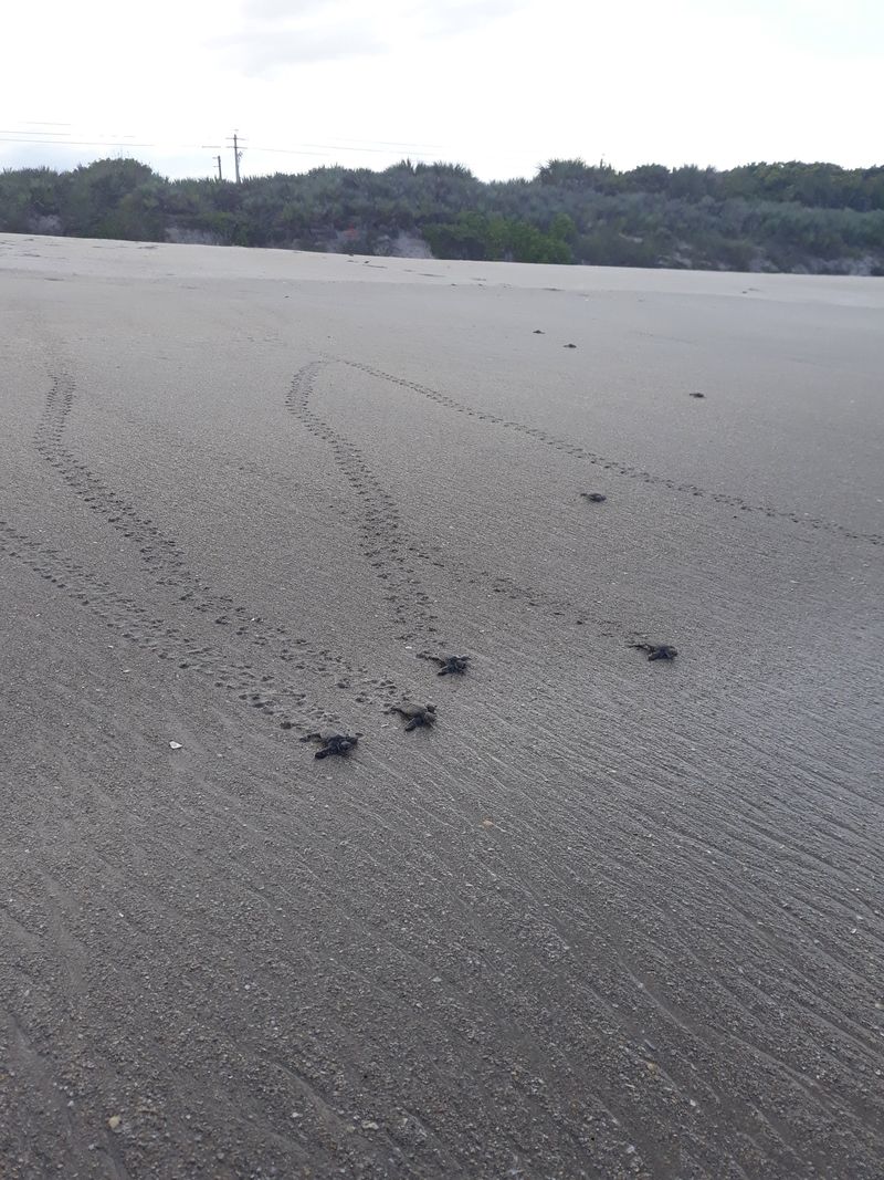 Hatchling Release Events