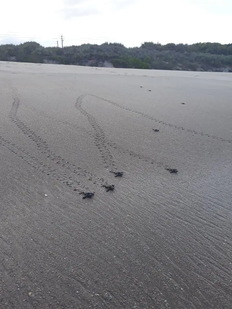 Hatchling Release Events