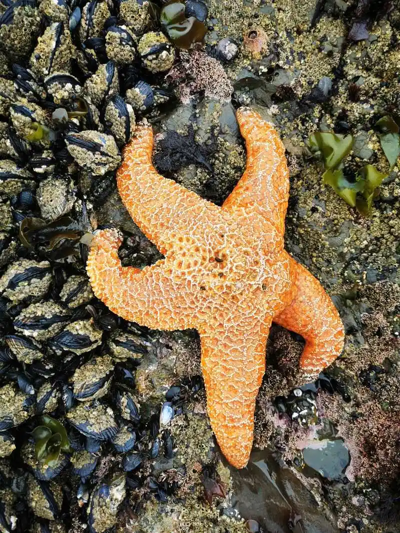 Tide Pool Field Guide: Anemones, Crabs, and Sea Stars