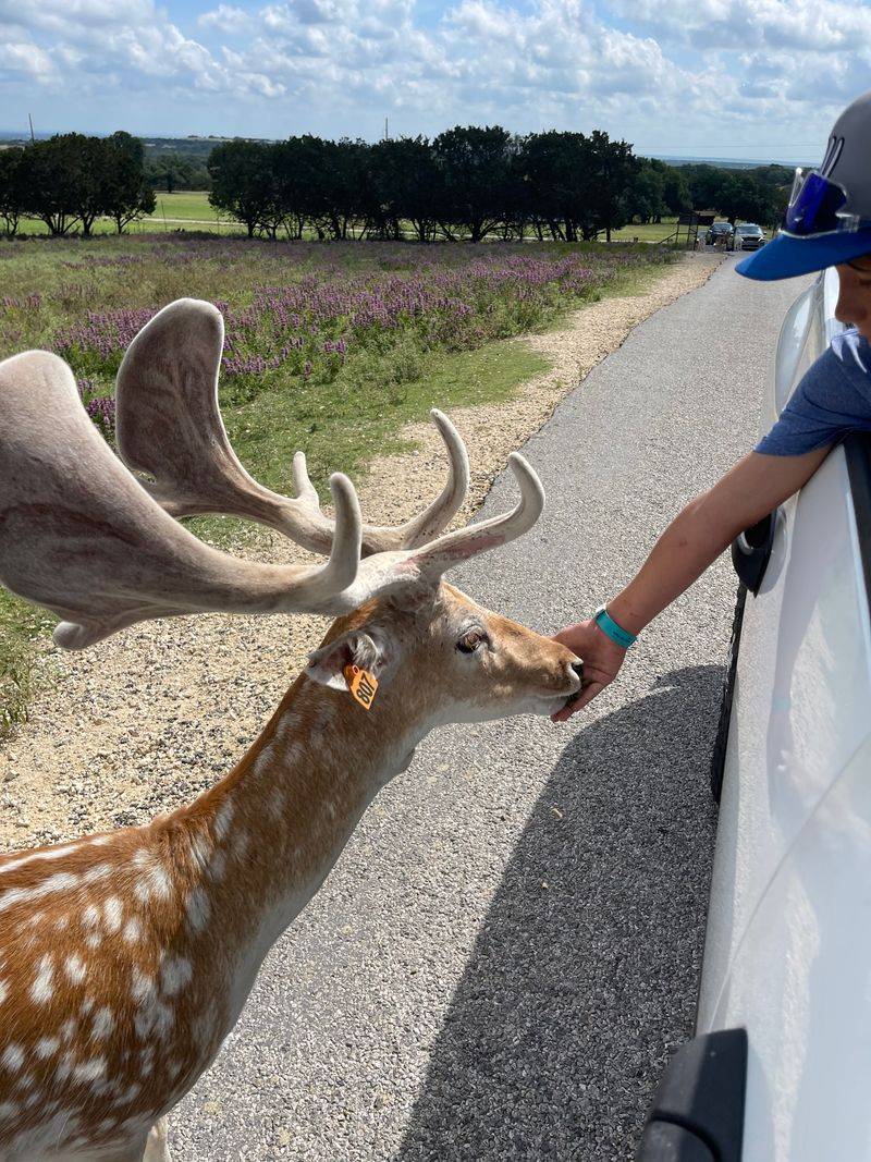 Safety, Rules, and Respect for Wildlife