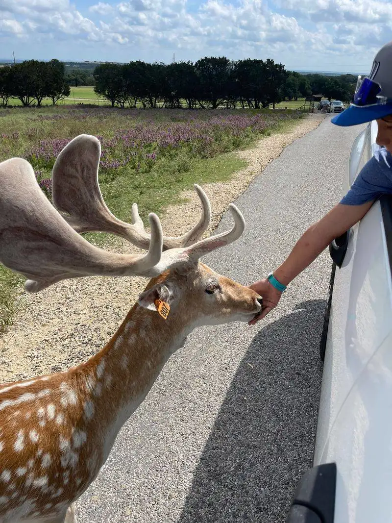 Safety, Rules, and Respect for Wildlife