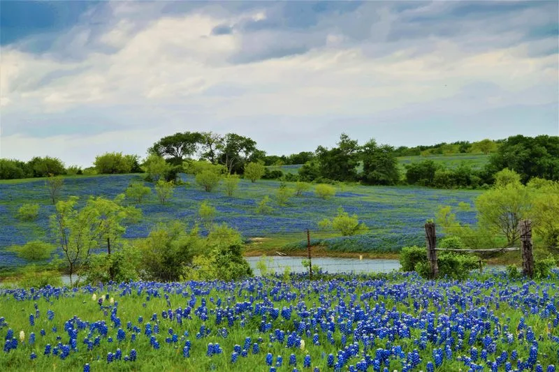 Bluebonnet Season And Hill Views