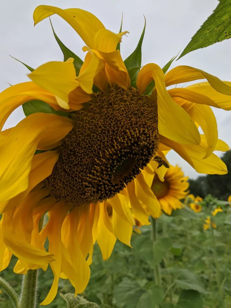 Whistling Train Farm (Kent)