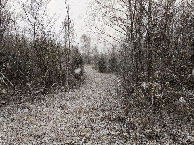 Spooky Nature: Creek Trails and Dusk Birdsong