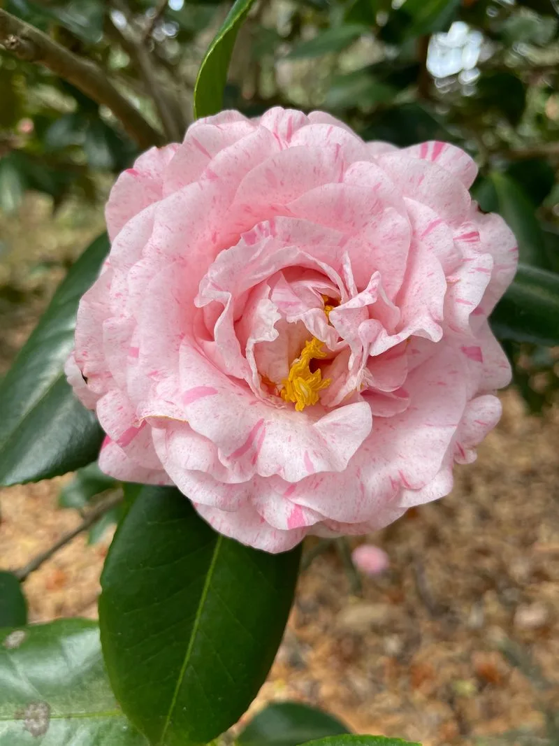 Hummingbird and Camellia Trails