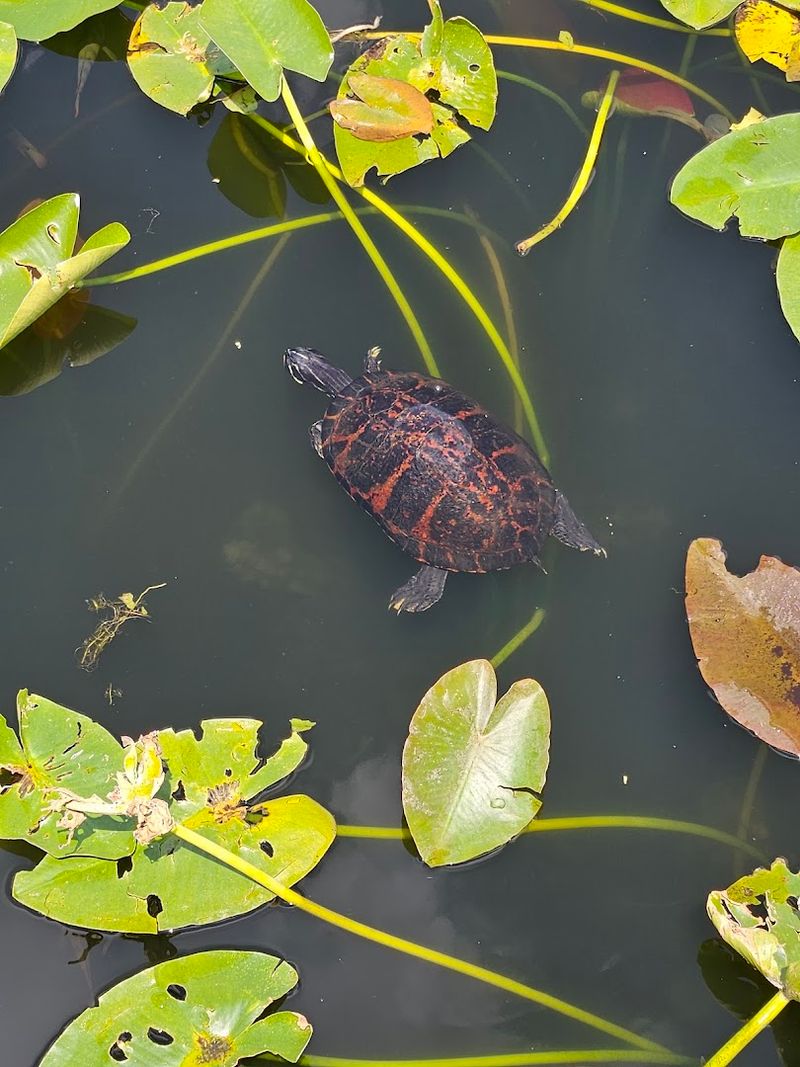 Turtles and Fish: The Underwater World Beneath Your Feet