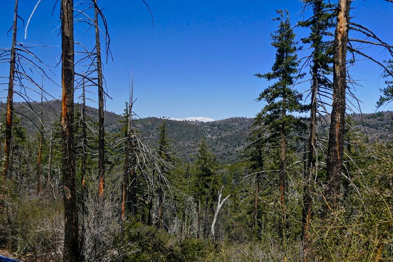 Sierra Nevada-Style Forests in an Unexpected Setting