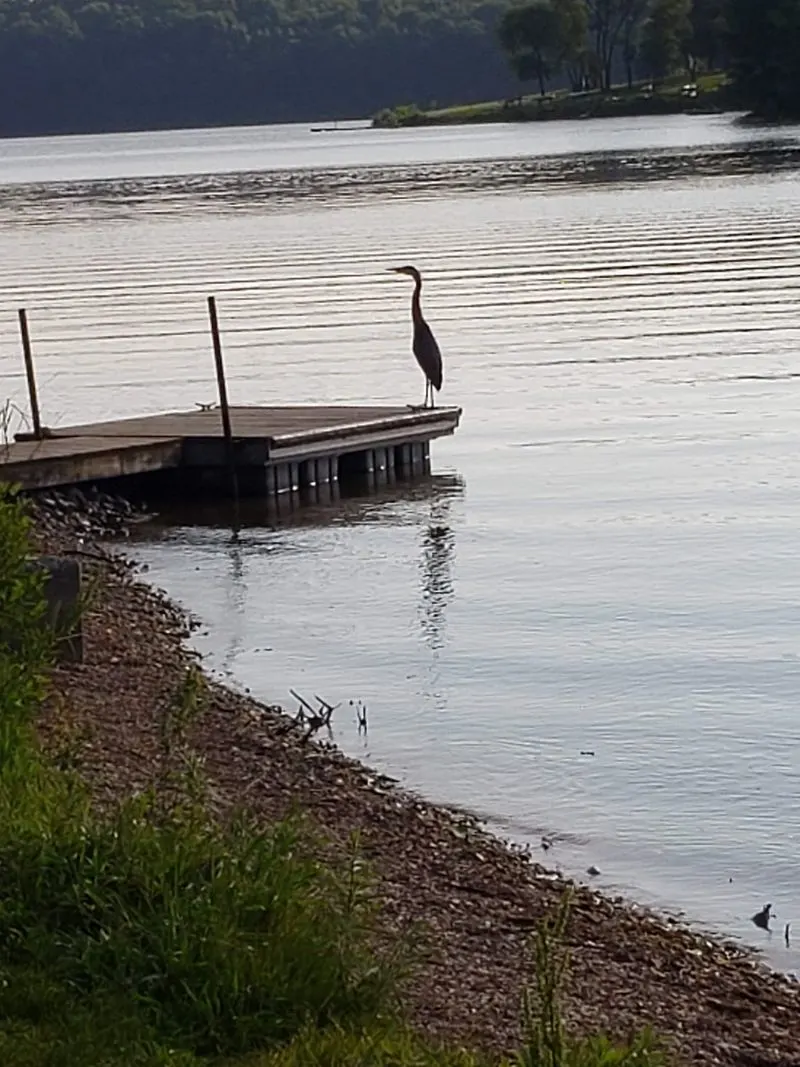 Birdwatching at the Marina and Wetlands