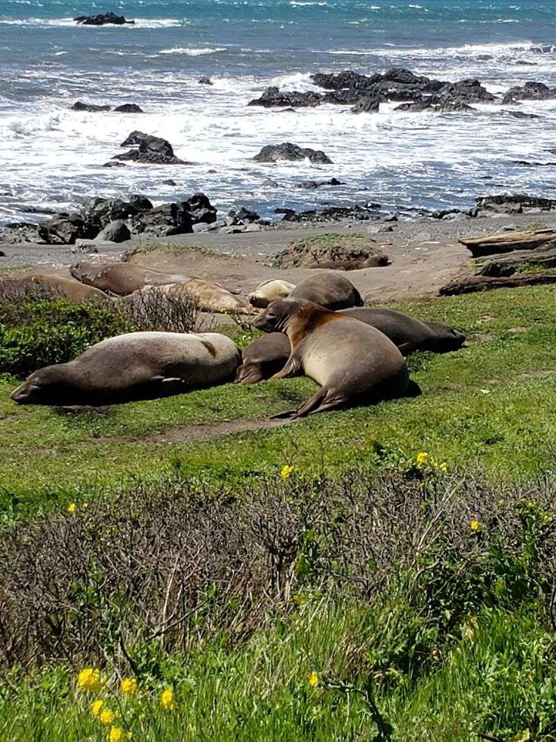 Observing Elephant Seals at Punta Gorda
