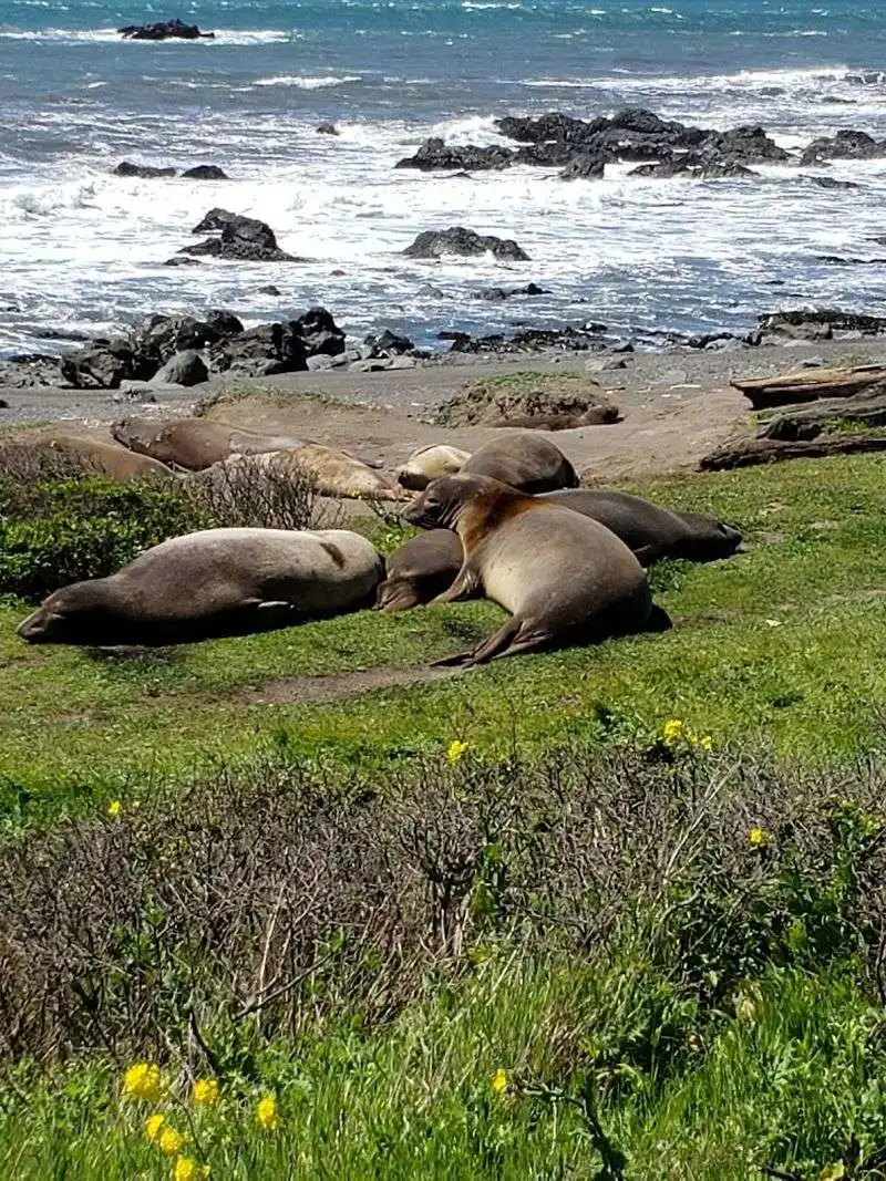 Observing Elephant Seals at Punta Gorda