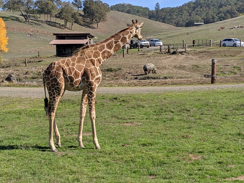 Giraffe Encounters and Gentle Giants