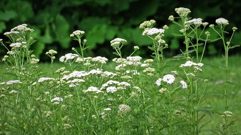 Native Plant Collections