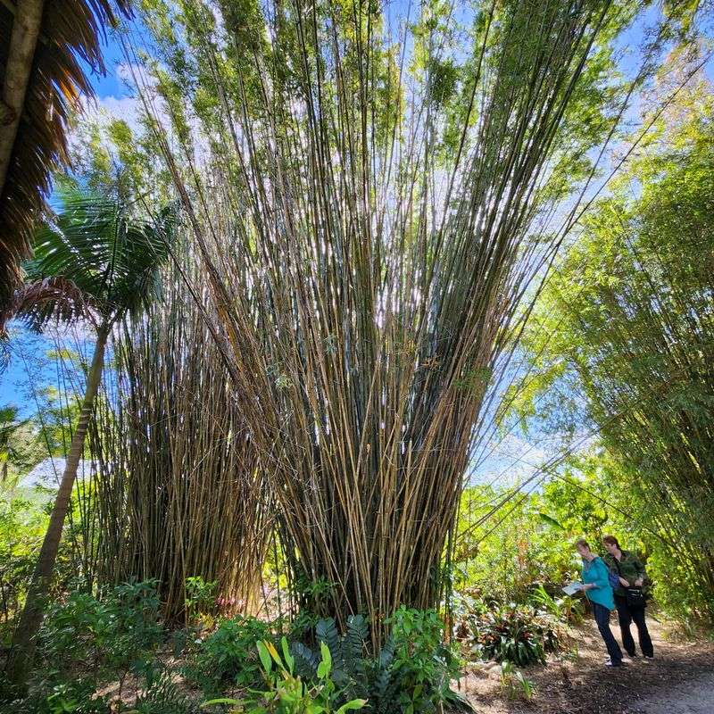 Bamboo Grove and Shaded Walks