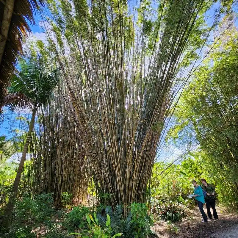 Bamboo Grove and Shaded Walks