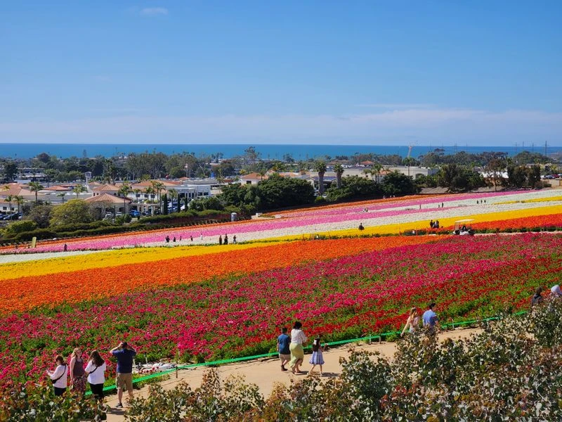 Ranunculus rainbow and bloom season