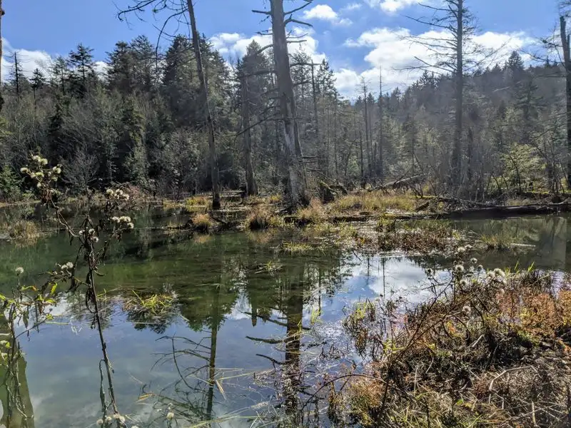 Cranberry Glades Botanical Area