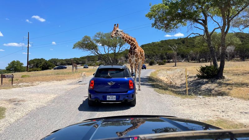 Close Encounters: Giraffes, Zebras, and More