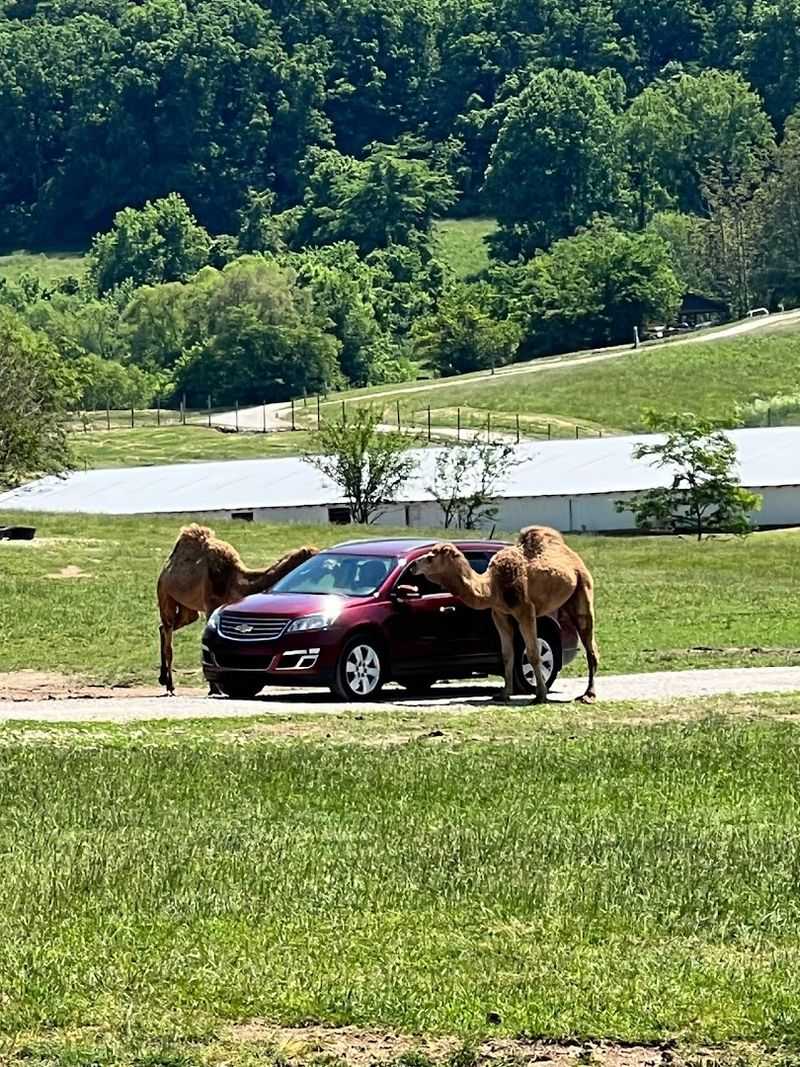 A One-of-a-Kind Safari Experience in Indiana