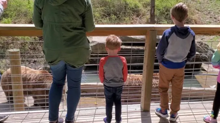 Indiana has a drive-through safari where you can get up close to elephants and grizzly bears