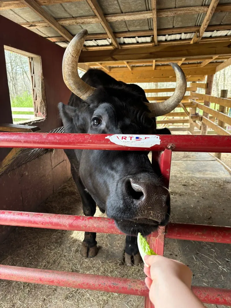 Meet the American Bison