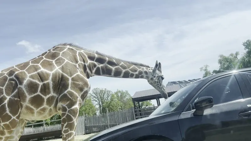 Giraffe Feeding Experience