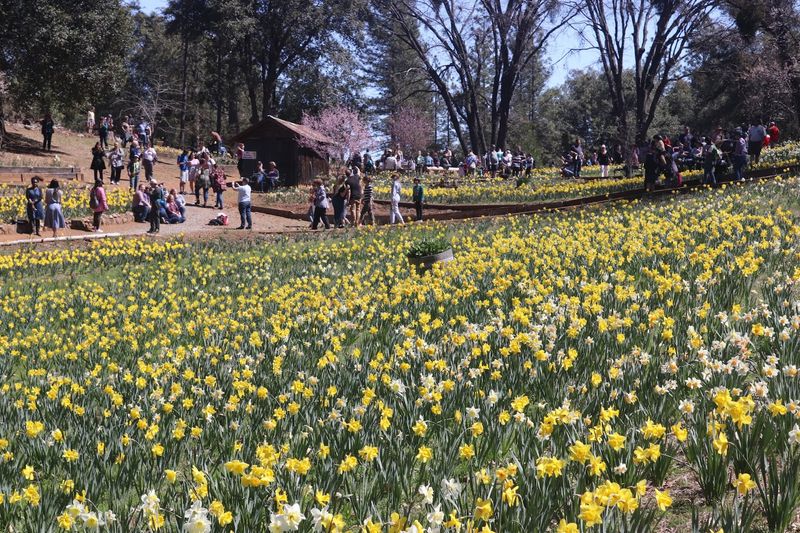 Daffodil Hill