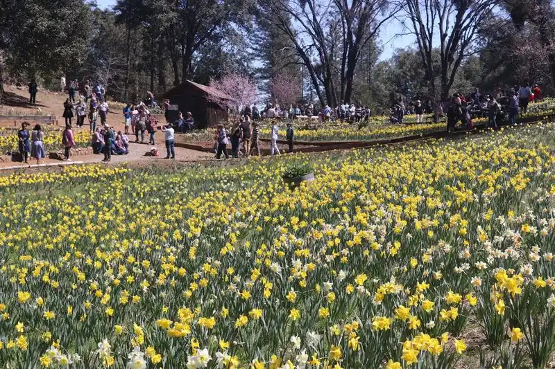 Daffodil Hill