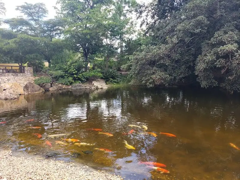 Koi Ponds, Waterfalls, and Serene Water Features
