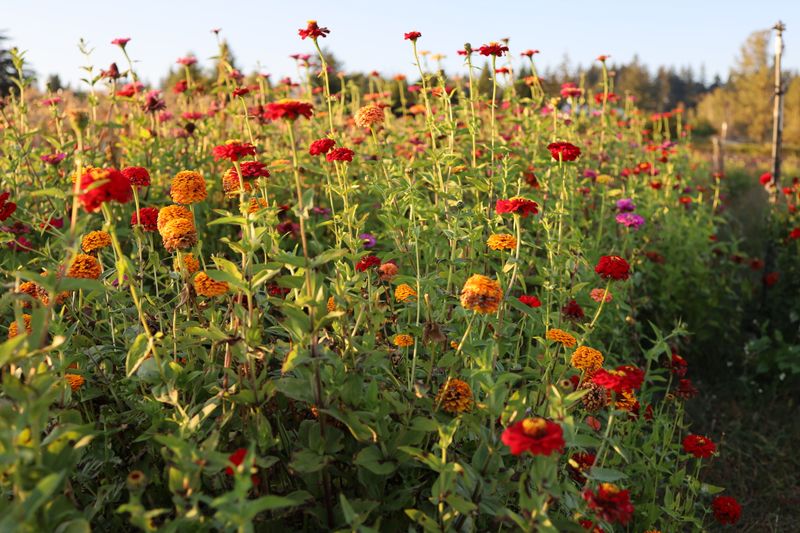 Olson Farms &mdash; Damascus, OR