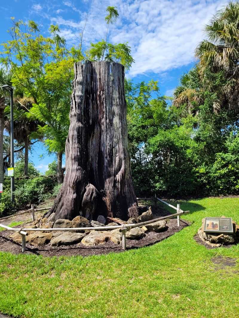Founders&rsquo; Legacy and Historic Cypress Stump