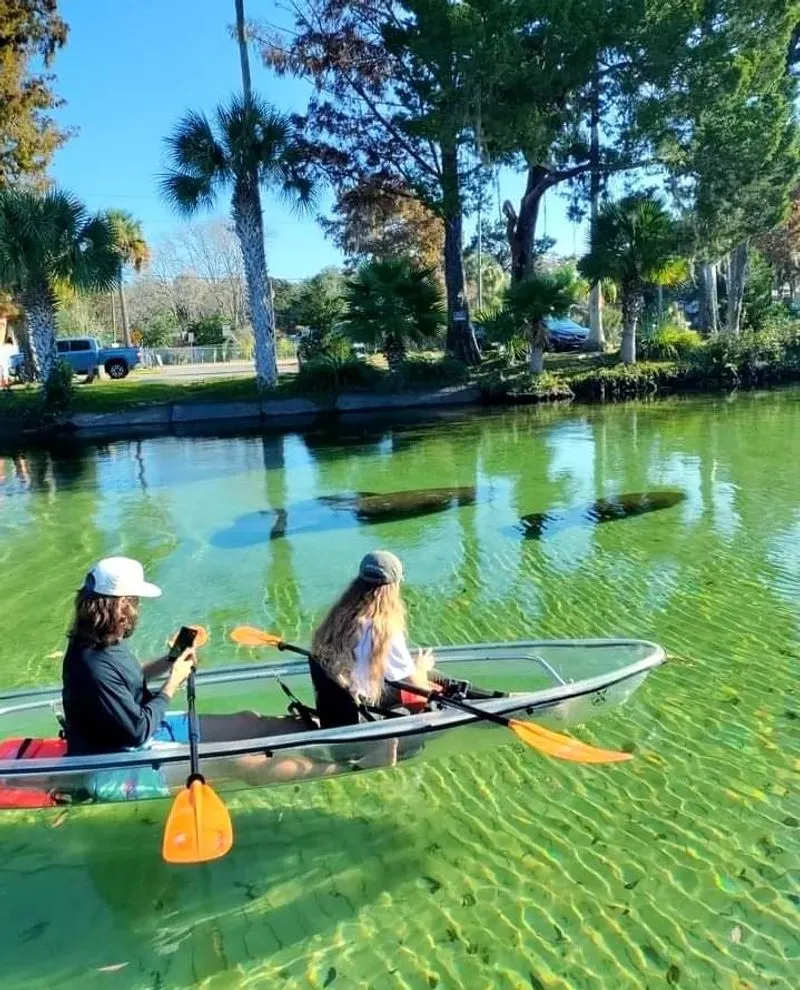 Manatee etiquette and best viewing seasons