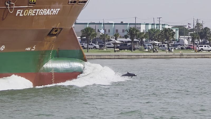 Dolphin Sightings & Scenic Views