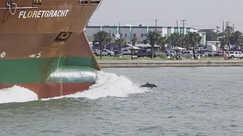 Dolphin Sightings & Scenic Views