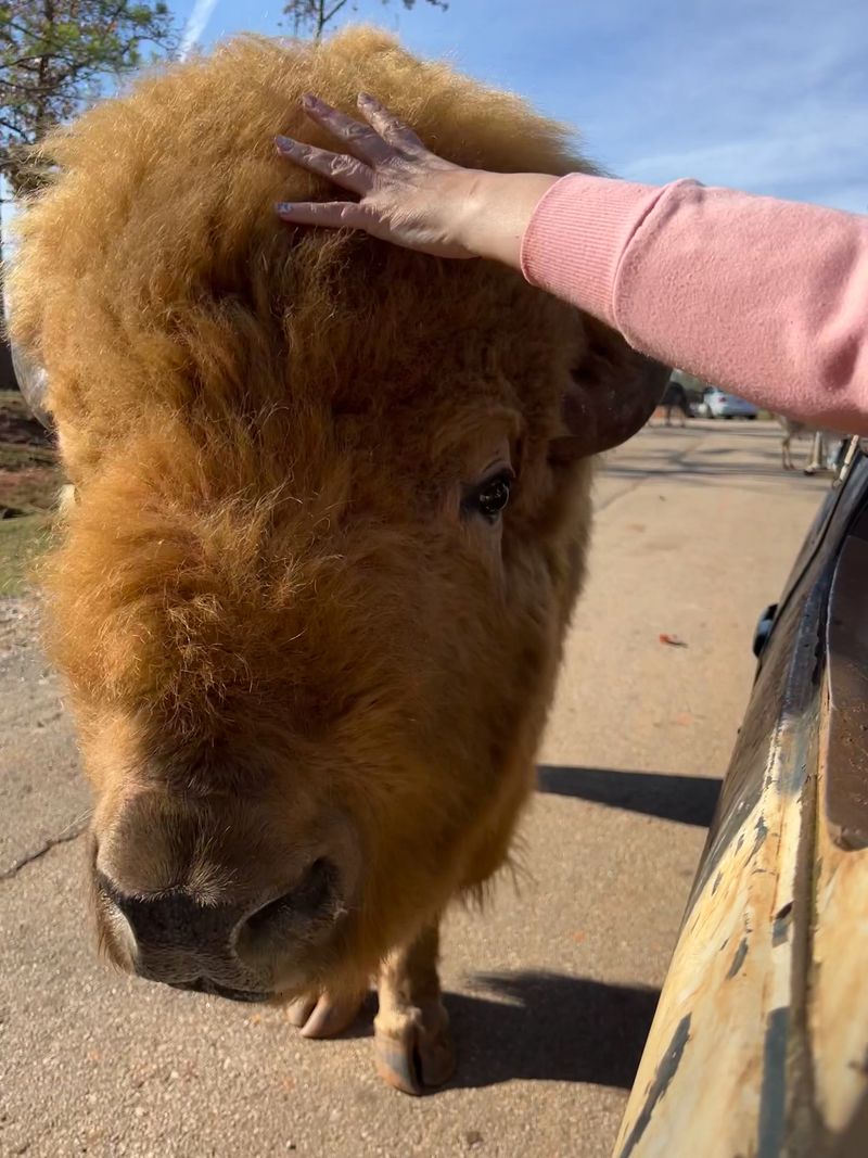Scottish Highland Cows: Gentle Giants