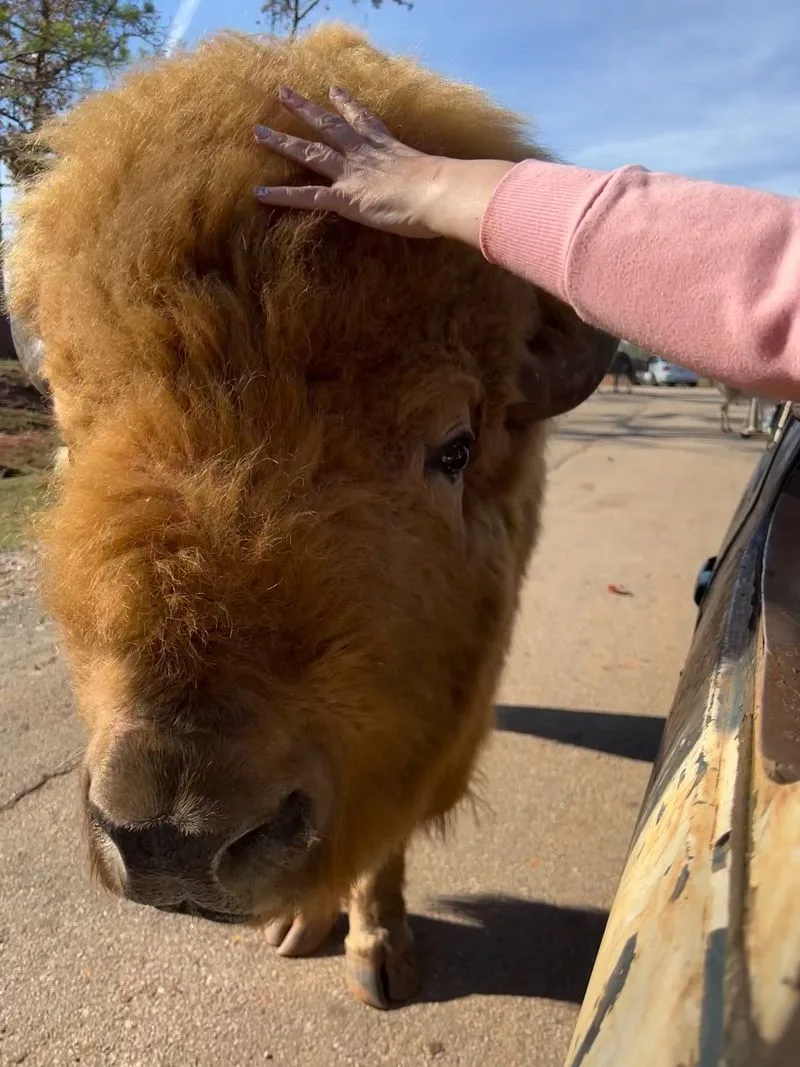 Scottish Highland Cows: Gentle Giants