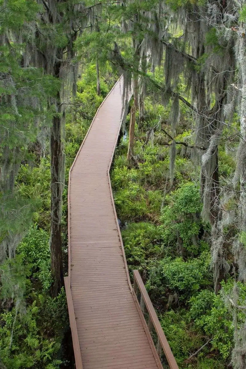 The Elevated Path of the Chesser Island Boardwalk