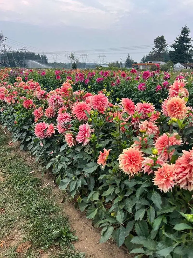 Triple Wren Farms (Ferndale)