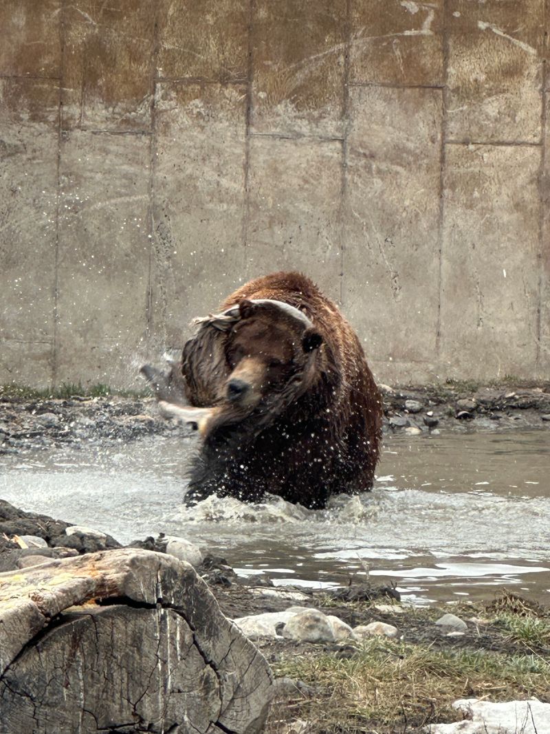 Brutus: The Entertainer