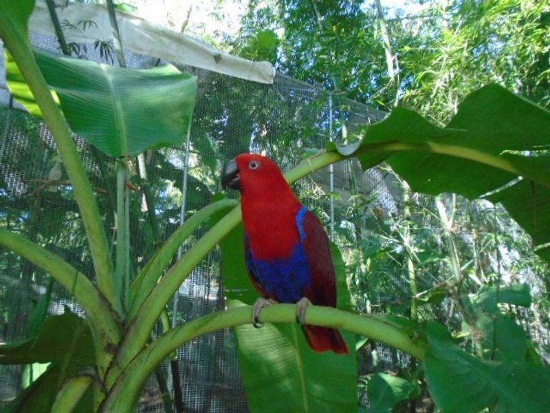 Flight Cages: Freedom in the Sky