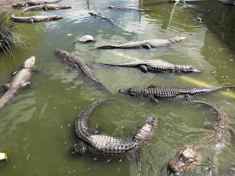 Colorado Gators Reptile Park — Mosca