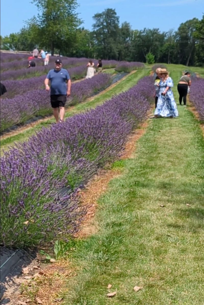 Walking the fields: scents, varieties, and peak bloom