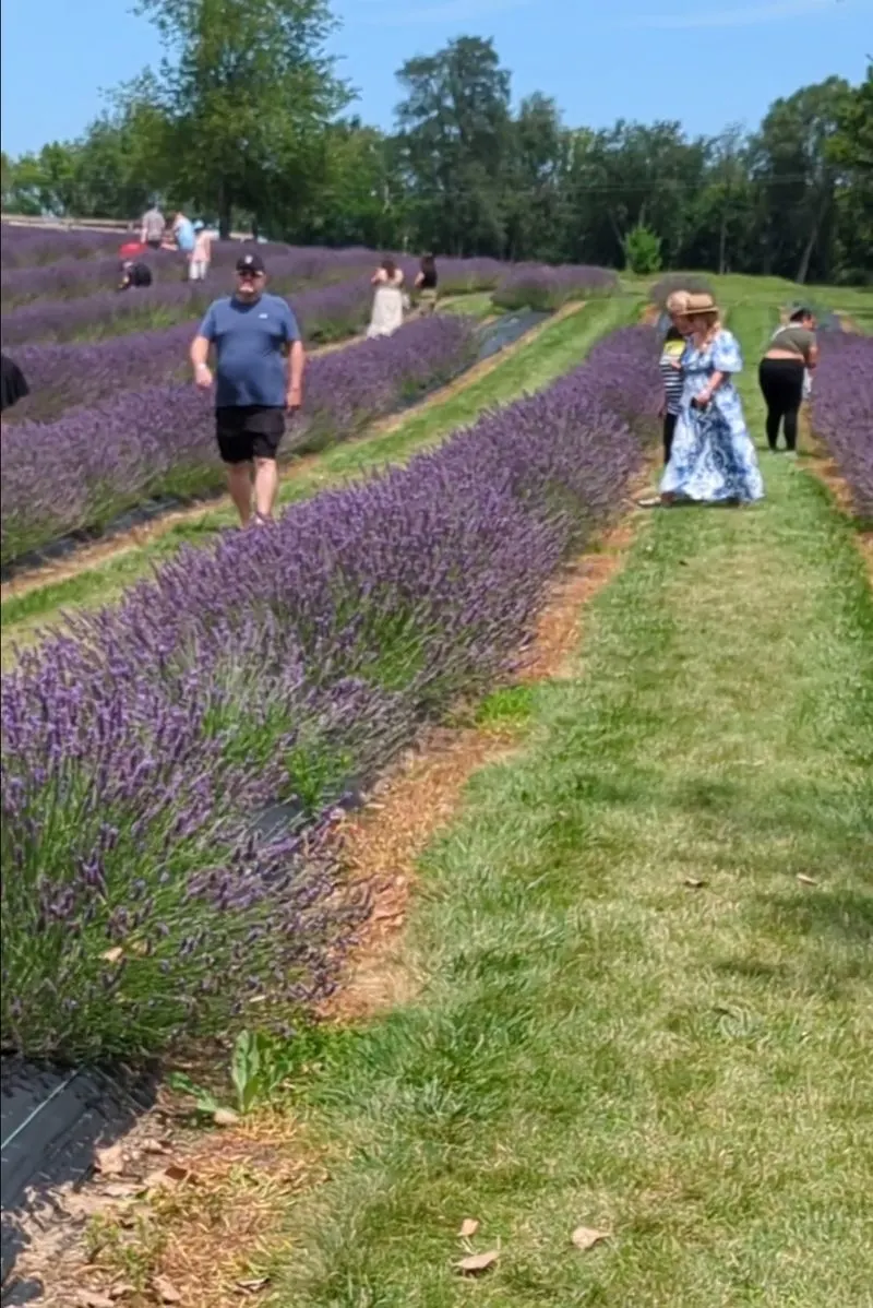Walking the fields: scents, varieties, and peak bloom