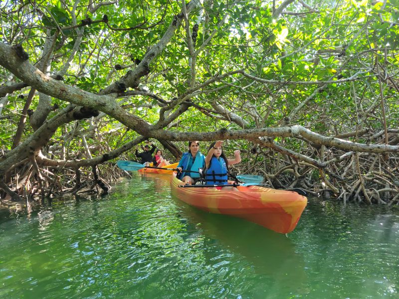 Kayaking the Mangroves