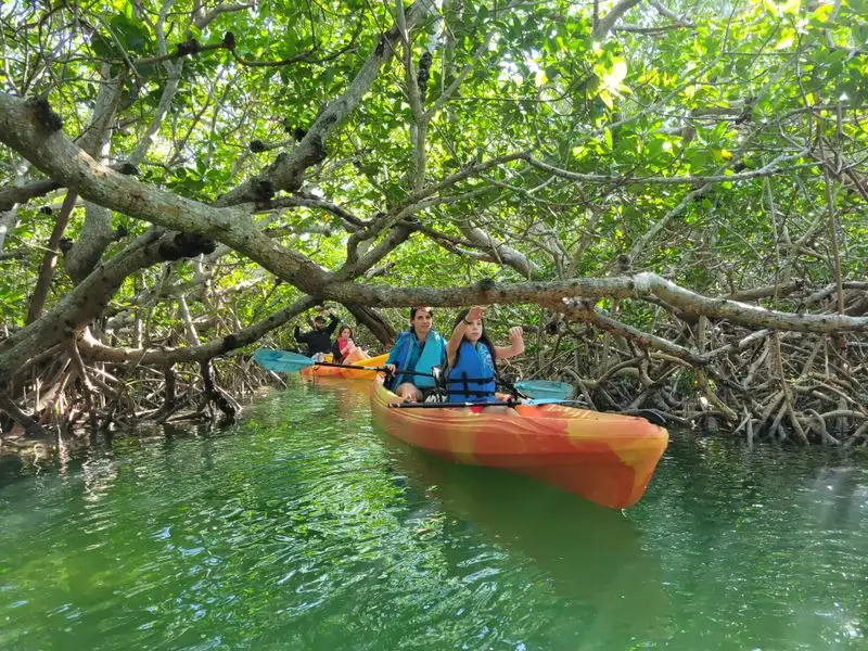 Kayaking the Mangroves