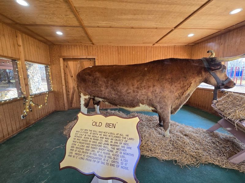 Old Ben &ndash; World&rsquo;s Largest Steer & Giant Sycamore Stump